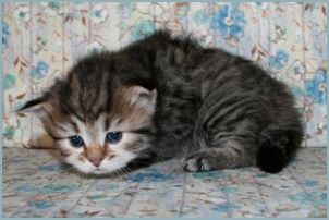 Female Siberian Kitten from Deedlebug Siberians